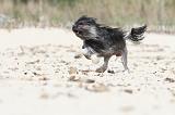 PETIT CHIEN LION 046